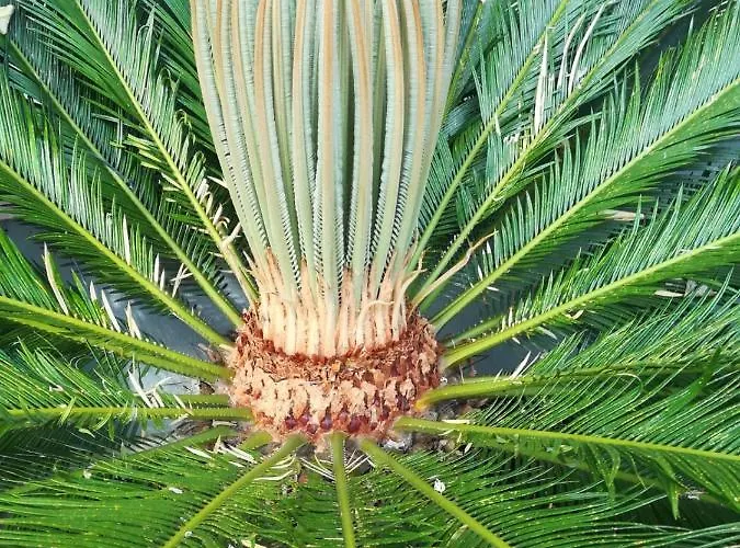 Апартаменти Vidos *