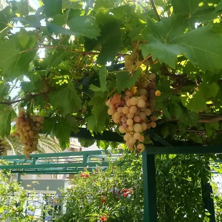 Vidos Μακάρσκα