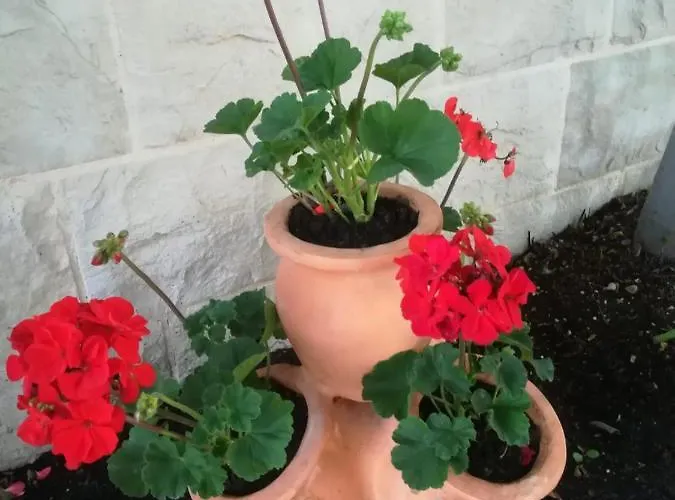 Апартаменти Vidos *